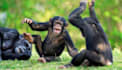 offer research services on ecology and wildlife conservation