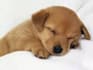 bark like a dog