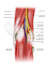create colored medical and scientific illustrations