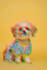 convert your any 2d image to 3d anaglyph image