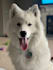 model dog toys treats and products post on instagram to advertise