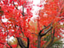answer questions about  canada immigration or visa