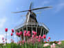 translate your english text into dutch