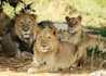 be you tour guide while in kenya