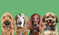 make pet potrait from your photo