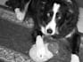 answer ANY pet related question
