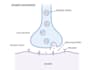 illustrate medical and biological diagrams