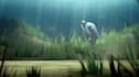 do amazing fish video animation