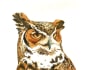 be ready for scientific watercolor illustration