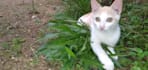 make your pet sing happy birthday video