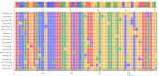 construct multiple sequence alignment, phylogeny tree