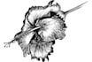 draw botanical illustration of flowers, plants, line art
