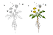 hand drawn botanical flower plants scientific illustration