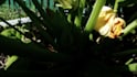 write you a blog on permaculture