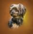 draw your pet dog or cat in a digital oil painting style