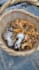 write fungal biology articles and blog posts