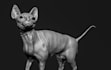 digital sculpt character, creature using zbrush for 3d printing and vfx
