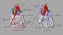 do professional medical illustrations