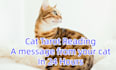 do a psychic cat reading in 24 hours, cat tarot reading in 24 hours