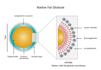 do detailed scientific figures illustrations and diagrams