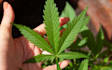 write medical marijuana, cbd, and cannabis SEO articles