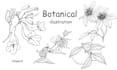 draw vector botanical illustrations of plants, fruits