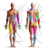 draw anatomy and medical illustrations