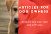 write an eye catching article and blog about dogs