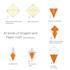 illustrate coloring book page and origami paper craft for kids