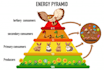 design scientific figures, diagrams and illustrations