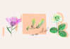 floral illustration commercial use