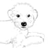 make realistic pet potrait and line art