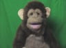 record a video message using a Monkey Puppet