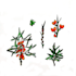 draw a botanical illustration in parts and in whole