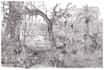 draw realistic pencil hand drawing illustration