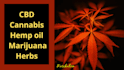 write cbd articles and seo content for hemp, cannabis, cbd