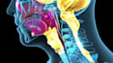 create 3d medical animation and 3d modeling