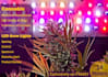 write on medicinal cannabis and led growing lights