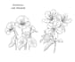 draw hand drawn botanical line art for tattoo, packaging, and floral logo