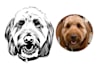 draw amazing line art for your pet
