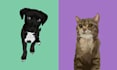 draw your pet or animal to ilustration