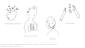 make line art for poetry books