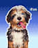 create a cute pixel art portrait of your pet