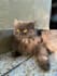 write SEO blogs and articles about dogs, cats, and reptiles