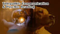 offer pet psychic reading