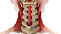 create 3d medical animation and illustration