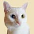 edit your pet photo into a amazing vectorart
