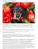 write high quality seo optimised veterinary related articles and blog posts
