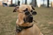 make my mastiff model your dog products