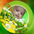 design ,edit a wallpaper, image or logo
